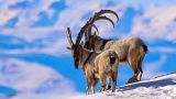 Pagan Dağı'nda görüntülenen yaban keçileri