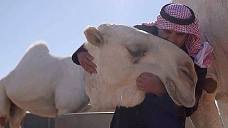 Suudi Arabistan'da dünyanın ilk 5 yıldızlı deve oteli açıldı