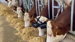 استفاده از عینک واقعیت مجازی روی چشمان یک گاو در یک دامداری در ترکیه