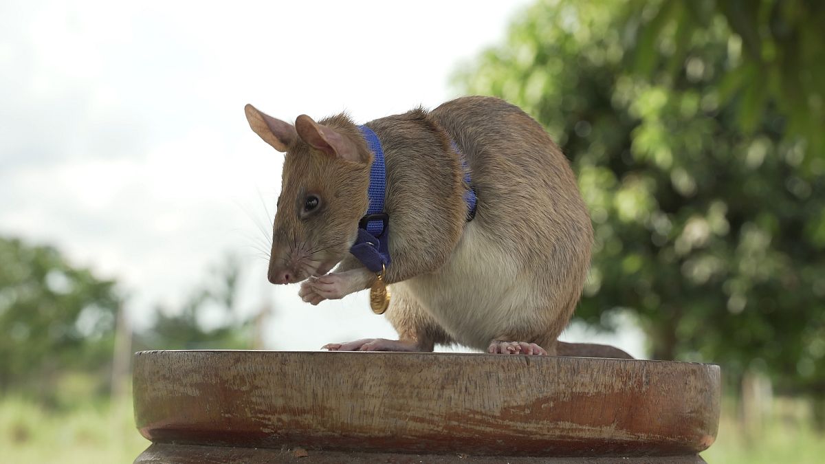 الفأر مغوا كاشف الألغام في كمبوديا.  