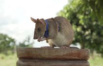 الفأر مغوا كاشف الألغام في كمبوديا.