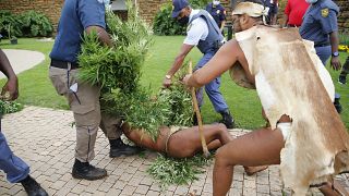 S.African indigenous king arrested for growing 'weed' at the presidency