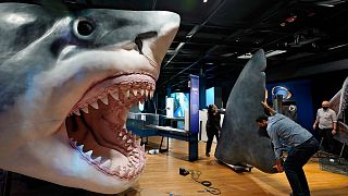 Workers move a fin of a model megalodon at the American Museum of Natural History in New York, Tuesday, Nov. 30, 2021