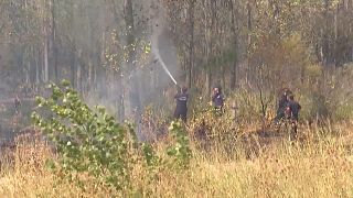 Varias dotaciones de bomberos trabajan para sofocar un incendio forestal en Tristán Suárez, en la provincia de Buenos Aires