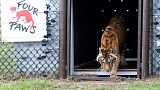 A tiger that spent years living in a train carriage takes its first few steps to freedom. 