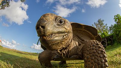 A giant tortoise is found on the Galapagos Islands, despite scientists believing its species was extinct for 100 years.