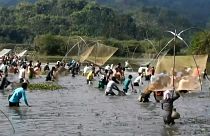 Indian villages fish collectively during the Bhogali Bihu harvest festival