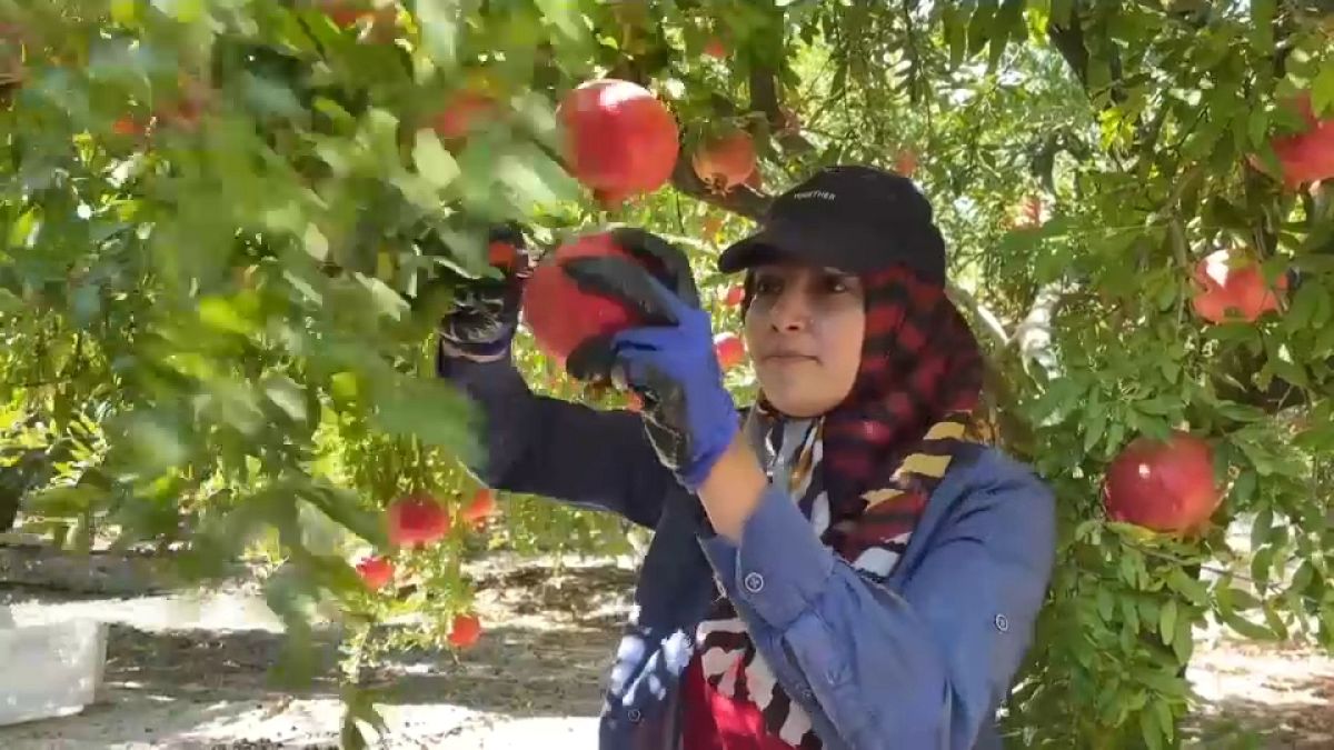 Corona - türkische Obstbauern hoffen auf Granatapfel-Boom