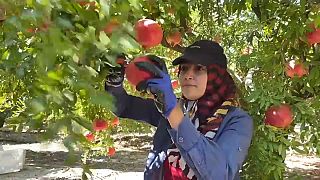 Corona - türkische Obstbauern hoffen auf Granatapfel-Boom