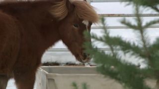 Island-Pferd frisst Weihnachtsbaum.