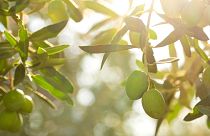 Greek olive farmers estimate a 50 per cent drop in regional output