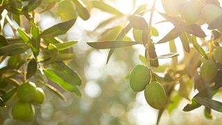 Greek olive farmers estimate a 50 per cent drop in regional output