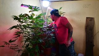 Isaac Amador cultiva su cannabis medicinal en casa