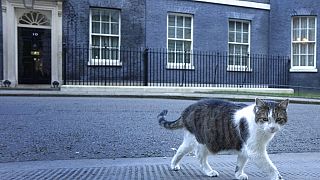 Некоторые британские СМИ теперь шутят, что кот Ларри, возможно, единственный непьющий обитатель Даунинг стрит, 10