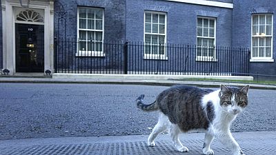 Kater "Larry" vor Johnsons Amtssitz Downing Street 10