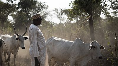 Centrafrique : des éleveurs coincés entre les milices et l'armée