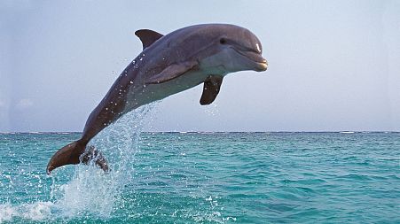 Dolphins experience pleasure from "large clitorises"