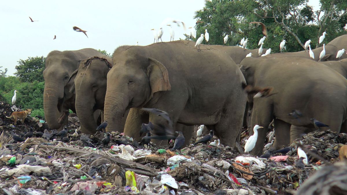 أفيال يتغذون على القمامة في سريلانكا