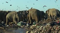  elephants feeding in garbage dumps