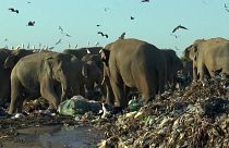   ویدئویی از سریلانکا؛ فیل‌ها با تغذیه از زباله‌دانی‌ها جان می‌بازند