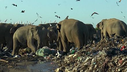 elephants feeding in garbage dumps