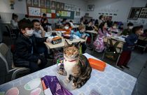 Karamel adı verilen kedi sınıflarda öğrencilerle birlikte derslere katılıyor.