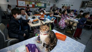 Karamel adı verilen kedi sınıflarda öğrencilerle birlikte derslere katılıyor.