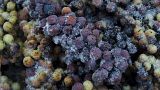 Vidal Blanc grapes sit in a bin after being harvested at Hunt Country Vineyards in Branchport, N.Y., Monday, Jan. 4, 2016