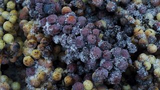 Vidal Blanc grapes sit in a bin after being harvested at Hunt Country Vineyards in Branchport, N.Y., Monday, Jan. 4, 2016