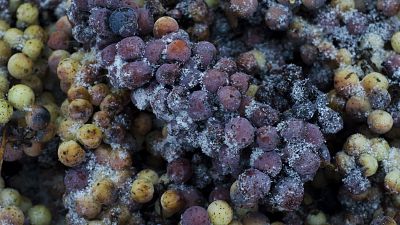 2016 年 1 月 4 日，星期一，Vidal Blanc 葡萄在纽约州布兰奇波特的 Hunt Country Vineyards 收获后放在一个垃圾箱中