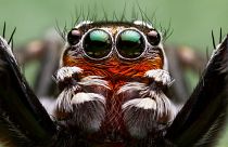 Jumping spiders are flamboyant creatures covered in greens and reds.