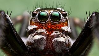 Jumping spiders are flamboyant creatures covered in greens and reds.