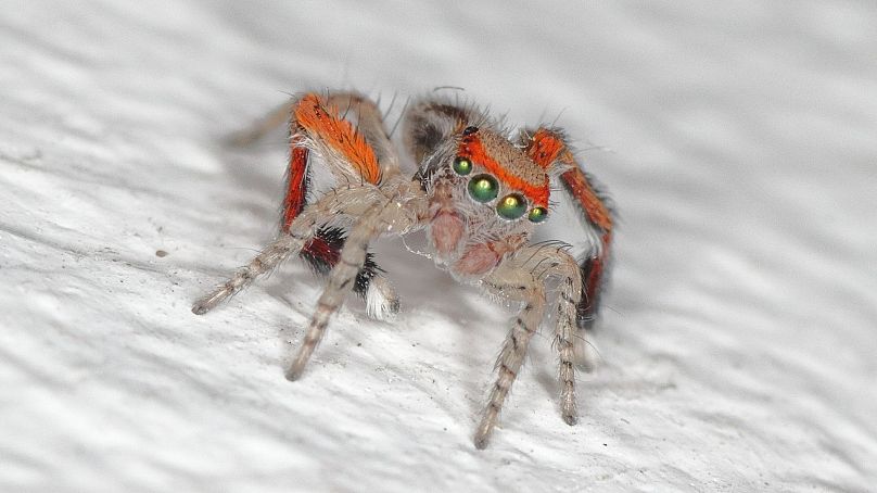 The Mystery of the Colorful But Colorblind Jumping Spider