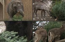 Christmas trees can be a tasty treat or an interesting new toy for animals at zoos and farms