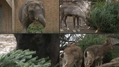 Christmas trees can be a tasty treat or an interesting new toy for animals at zoos and farms
