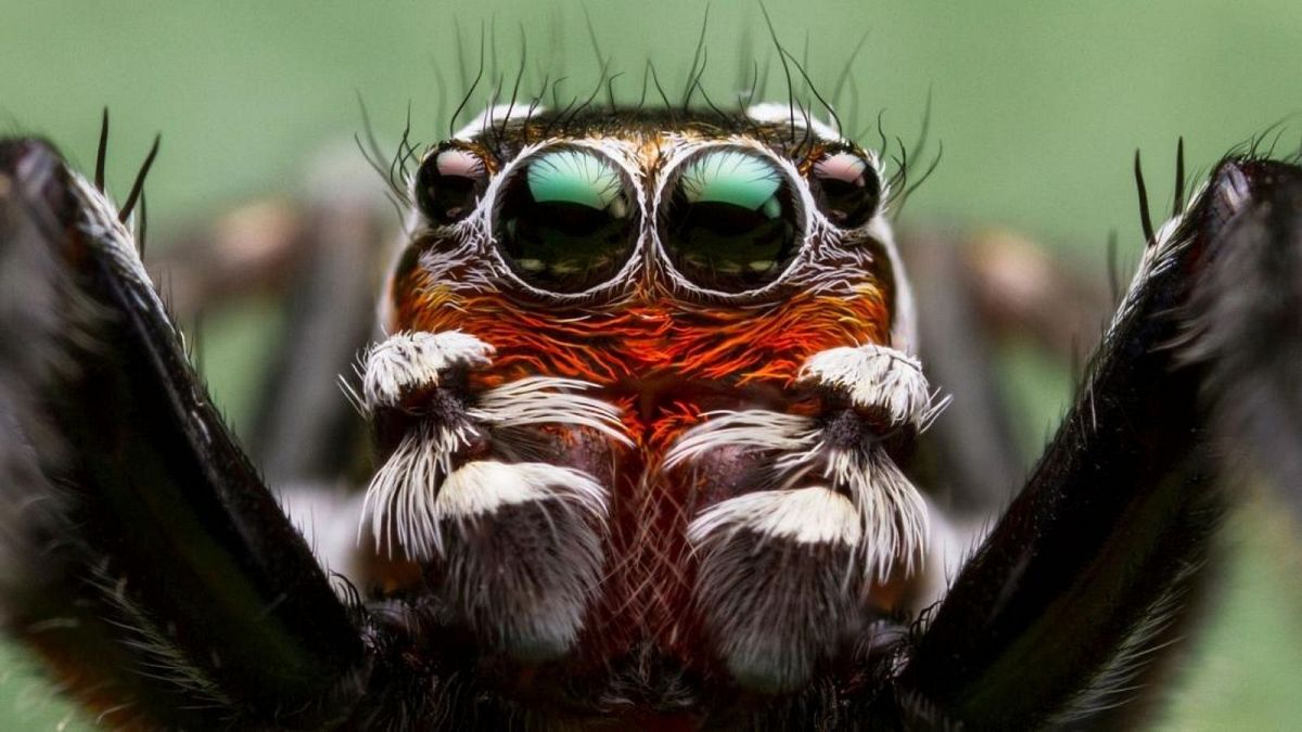 گونه‌ای از عنکبوت جهنده به رنگ قرمز و سبز