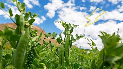 Scientists claim to have boosted pea production by electrifying the plants.