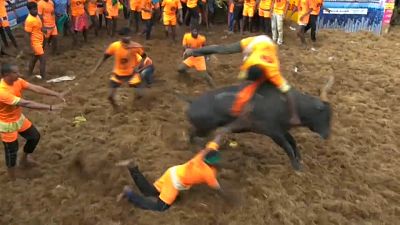 مهرجان ترويض الثيران في الهند يجذب الآلاف رغم انتشار كوفيد19