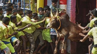 Participants try to control a bull during an annual bull taming event "Jallikattu" on the outskirts of Madurai.