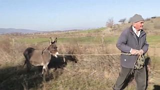 Albania, i piccoli agricoltori in difficoltà