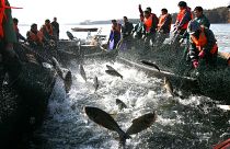 صيادون صينيون وفي شباكهم الكثير من سمك الكارب