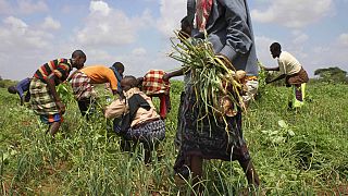 FAO : aide d'urgence pour les agriculteurs de la Corne de l'Afrique