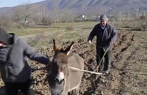 Албанский фермер вашет на осле, Фиште, январь 2022 года