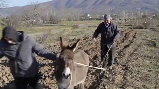 Албанский фермер вашет на осле, Фиште, январь 2022 года