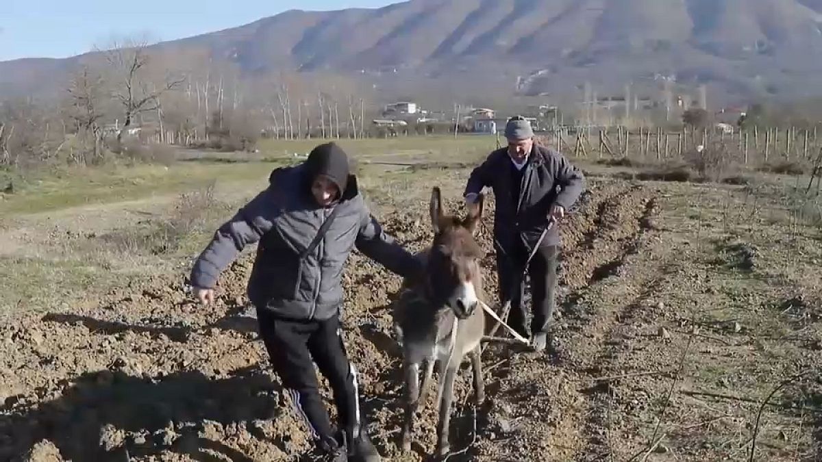 مزارعون فقراء في ألبانيا يعودون إلى الحمير لاستخدامها في الحراثة