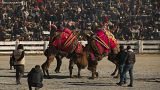 Camels wrestle during Turkey's largest camel wrestling festival in the Aegean town of Selcuk, Turkey