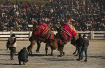 Camels wrestle during Turkey's largest camel wrestling festival in the Aegean town of Selcuk, Turkey