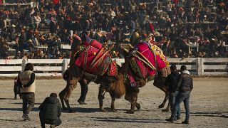 Camels wrestle during Turkey's largest camel wrestling festival in the Aegean town of Selcuk, Turkey