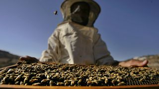 Kenyans fight to save bees