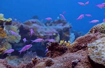 Descoberto recife de coral gigante no Tahiti